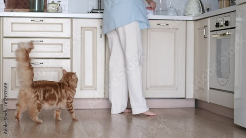 Experience simple joy in kitchen where owner prepares quality food for their cat. This regular act isn't just feeding it's a testament to the strong bond they share, emphasizing trust and mutual care