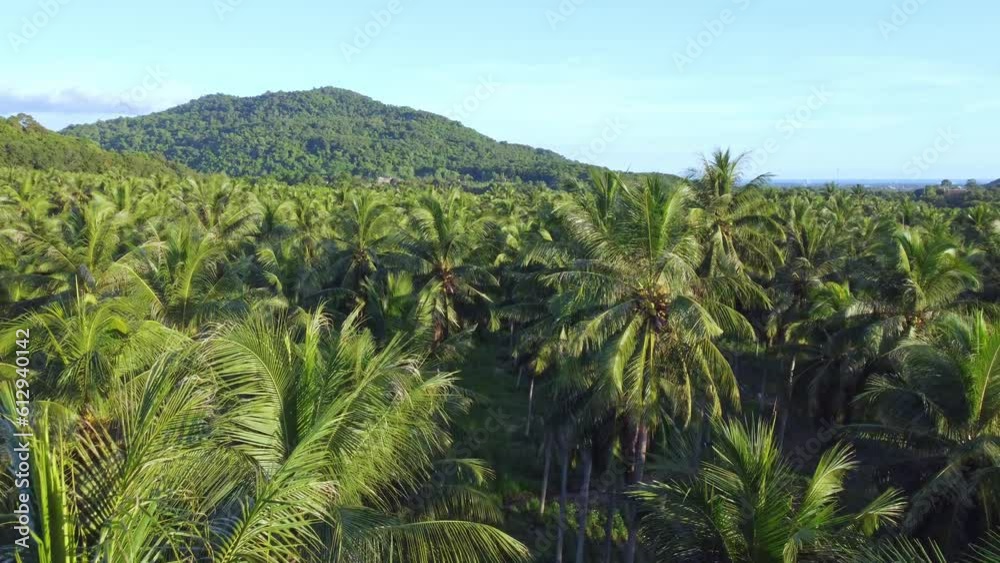 Drone aerial picture of a sizable coconut plantation close to a hillside in Thailand's tropical jungle, representing agribusiness and the natural world. Drone aerial picture of a sizable coconut plantation close to a hillside in Thailand's tropical jungle, representing agribusiness and the natural world.