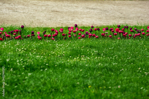 blooming tulips on a grassy meadow photo