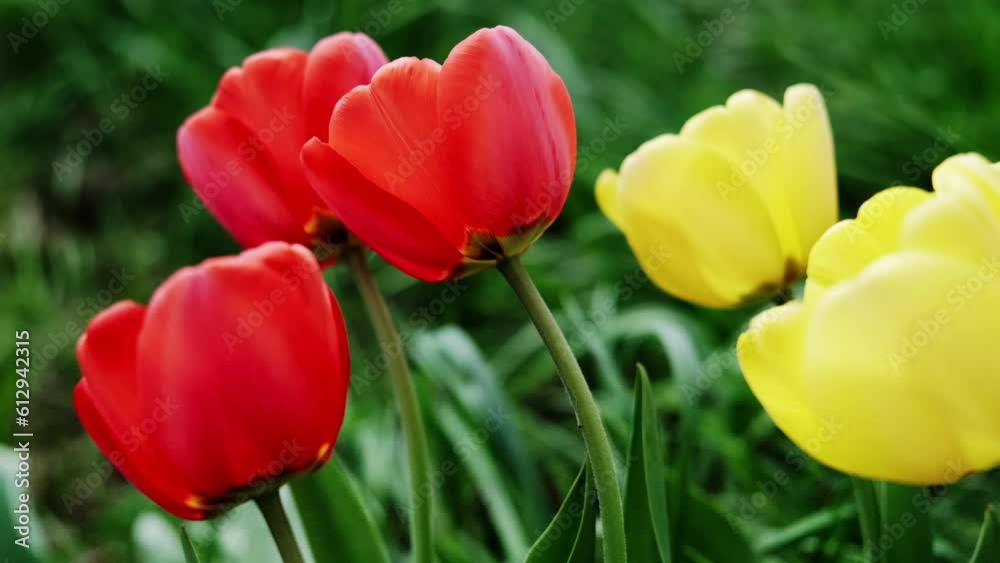 Beautiful flowers of red and yellow tulips in the wind. Beautiful flowers of red and yellow tulips in the wind.