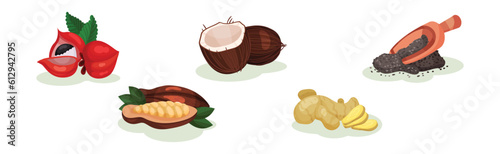 Carob Pod, Coconut, Ginger and Poppy Seeds in Scoop as Superfood Vector Set