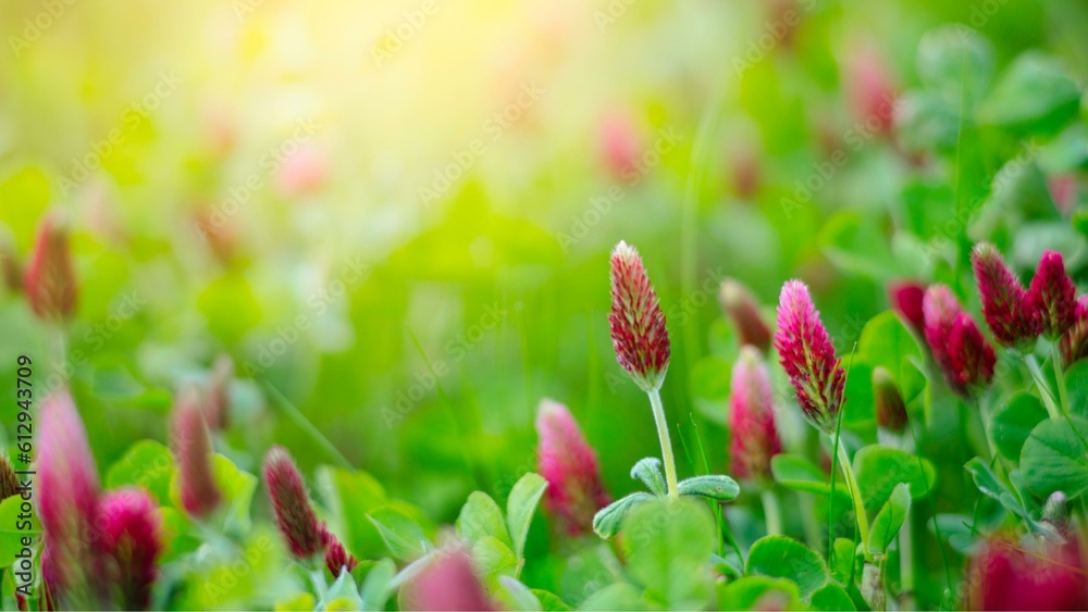 Enchanting 4K Clover Flower: Basking in the Morning Warmth of Spring's Delight Enchanting 4K Clover Flower: Basking in the Morning Warmth of Spring's Delight