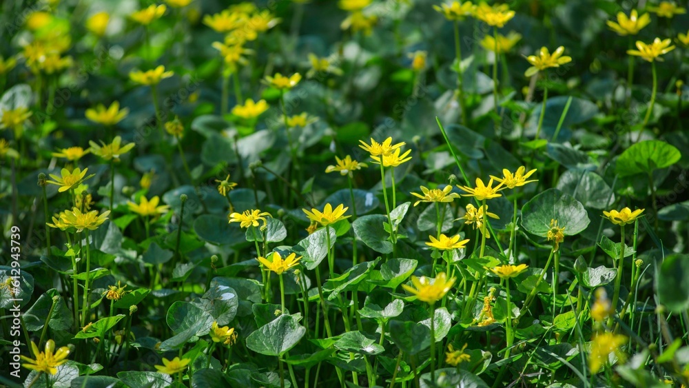 Gorgeous 4K Display: Captivating Wild Flowers Unveiled in the Splendor of Spring Gorgeous 4K Display: Captivating Wild Flowers Unveiled in the Splendor of Spring