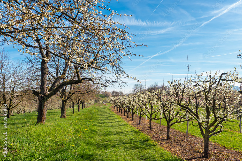 Rows with fruit trees in springtime on green meadow against blue sky