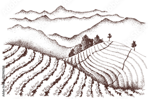Tea plantation landscape in graphic style