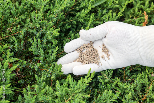 Canvas-taulu Early spring fertilization of a coniferous tree by hand in gloves with chemical fertilizer granules