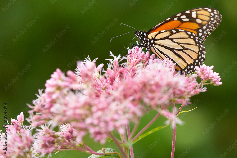 Fototapeta premium Monarch butterfly foraging on a wildflower in Newbury, New Hampshire.