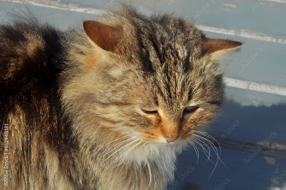Naklejka premium Animals - traditionally (since Aristotle) distinguished category of organisms, currently considered as a biological kingdom. Animals are the main object of study of zoology.