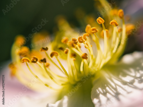 close up of a yellow flower