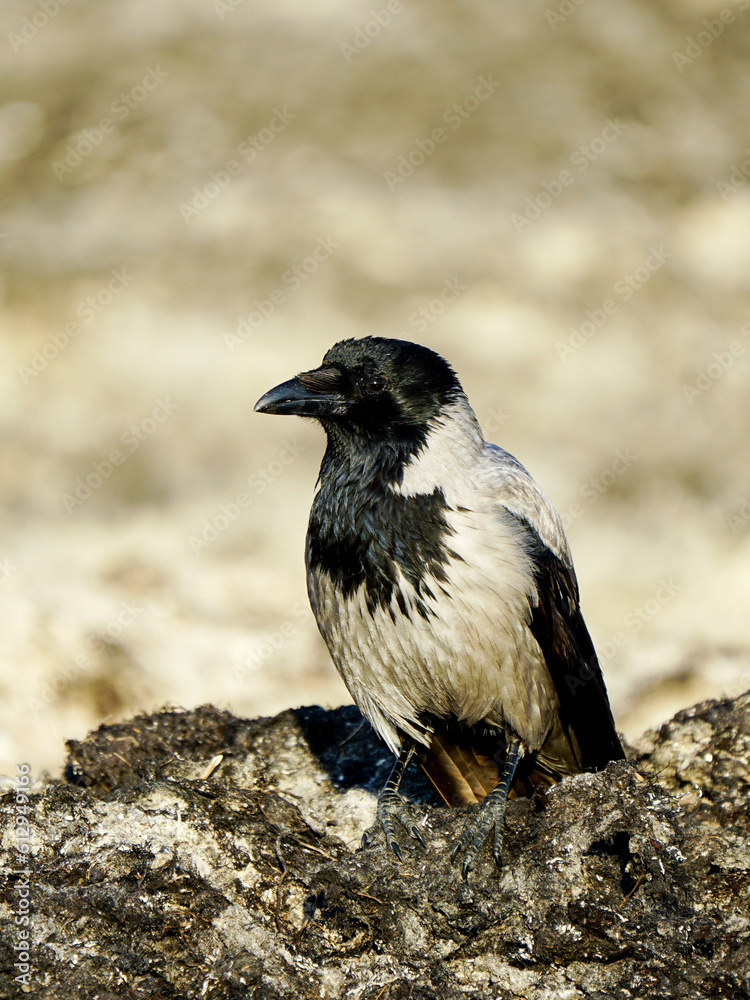 Fototapeta premium Hooded crow, Corvus cornix, grey crow, beautiful profile portrait on Baltic sandy seashore