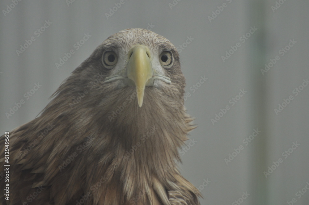 Animals - traditionally (since Aristotle) distinguished category of organisms, currently considered as a biological kingdom. Animals are the main object of study of zoology.