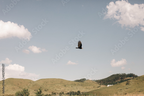 bird flying over in the beautiful blue sky. eagle flying in the sky. beautiful day with bird in the air