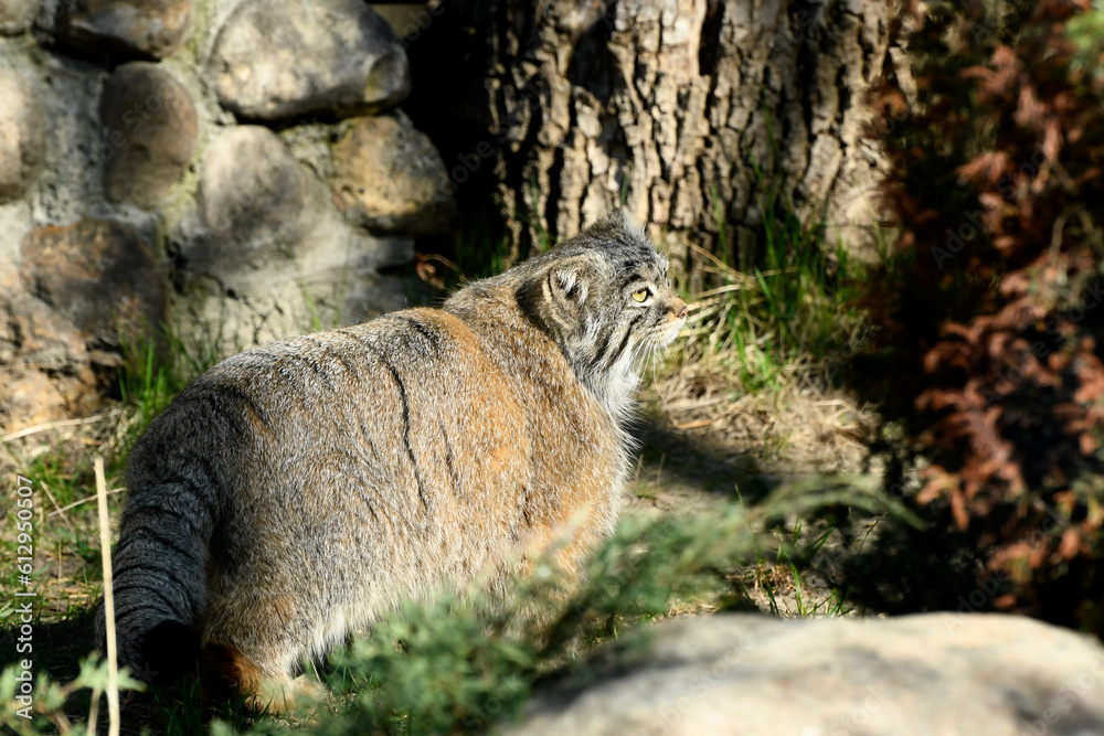 Obraz premium Animals - traditionally (since Aristotle) distinguished category of organisms, currently considered as a biological kingdom. Animals are the main object of study of zoology.