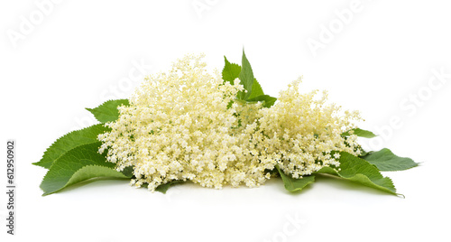 Branch with elderflower.