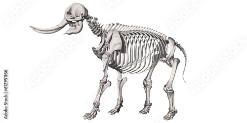 Scientific Illustration: Ghost of the Savannah Mysterious Elephant Skeleton Animal Anatomy
