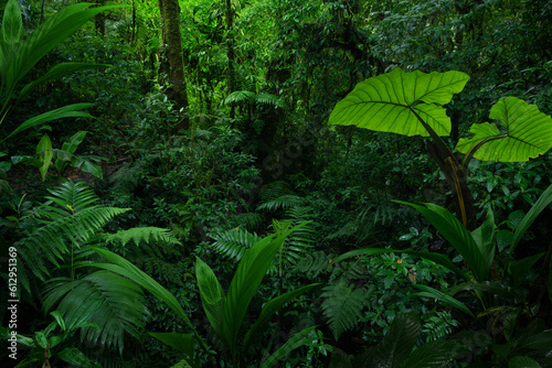 Tropical rain forest with trees