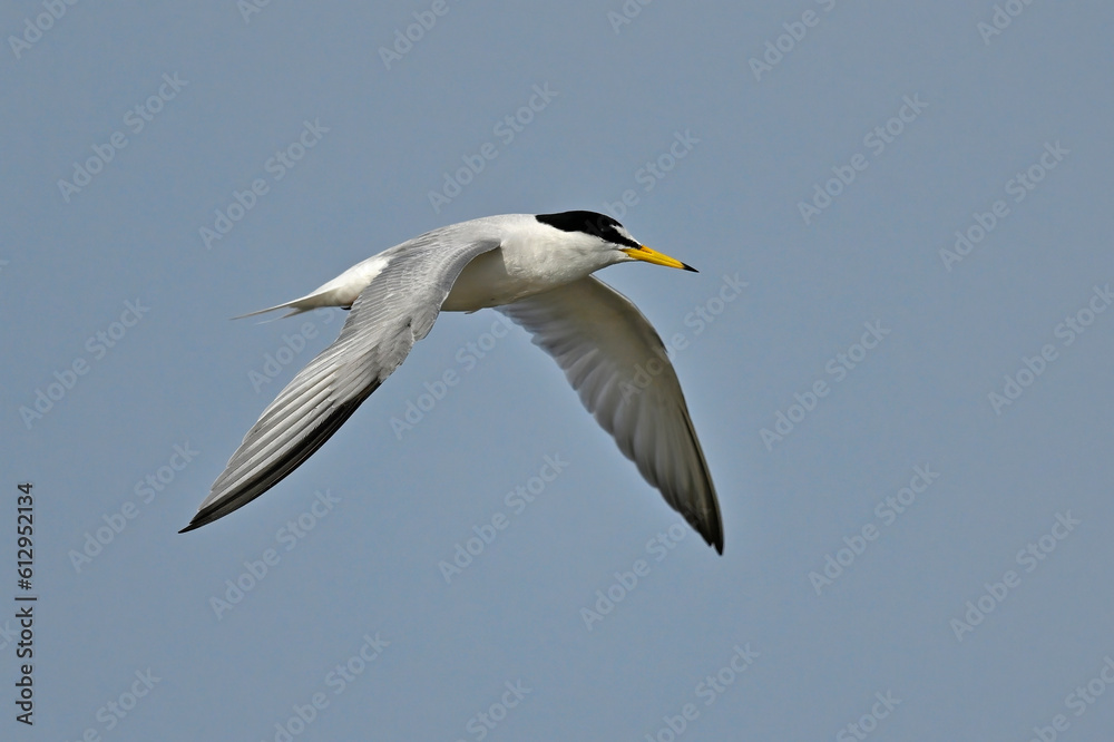 Little tern // Zwergseeschwalbe (Sternula albifrons) Little tern // Zwergseeschwalbe (Sternula albifrons)