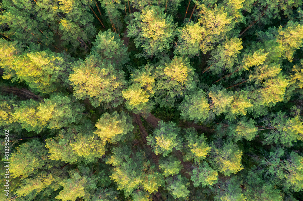 the tops of the trees are pine, aerial view