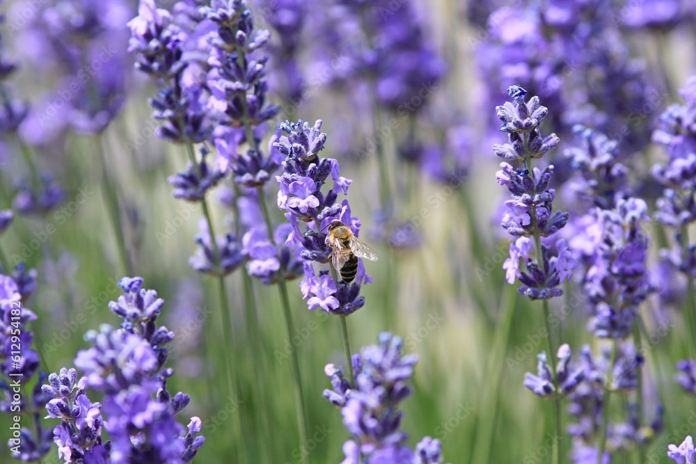 Honeybee on a flowering lavender Honeybee on a flowering lavender