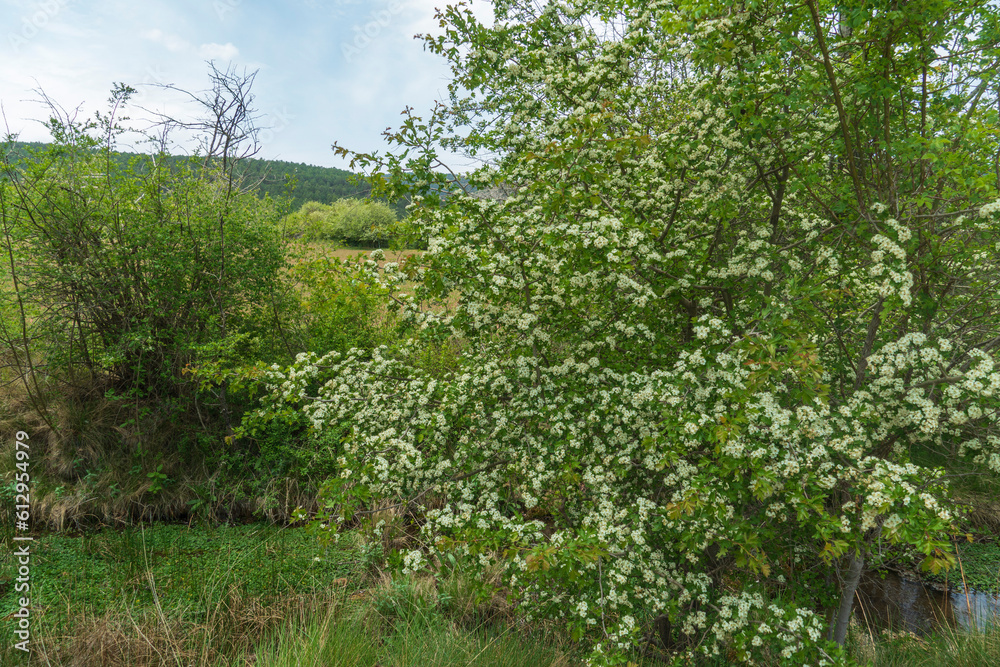 Green landscape in spring in the valley of La Vega Alcala de la Selva Teruel Spain Green landscape in spring in the valley of La Vega Alcala de la Selva Teruel Spain
