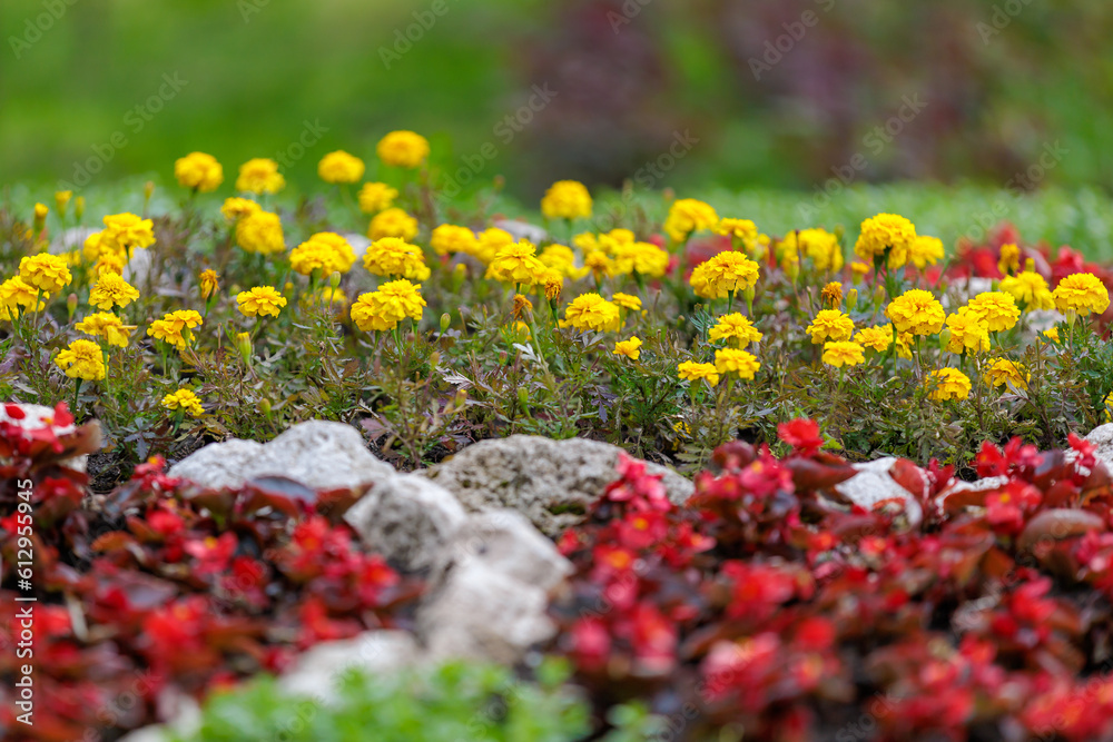 Flowers in a flower bed Marigolds. Greening the urban environment. Background with selective focus Flowers in a flower bed Marigolds. Greening the urban environment. Background with selective focus