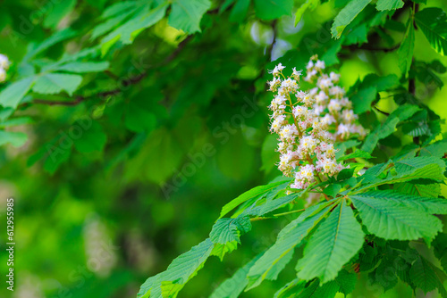 Flowers on a chestnut tree. Greening the urban environment. Background with selective focus and copy space