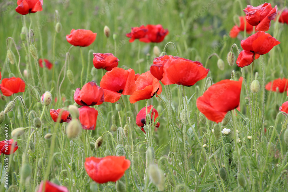 Fototapeta premium Flowering wild poppy (Papaver rhoeas)