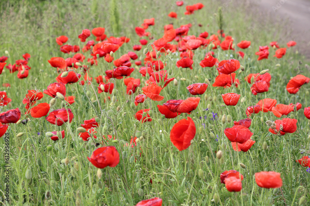 Flowering wild poppy (Papaver rhoeas)