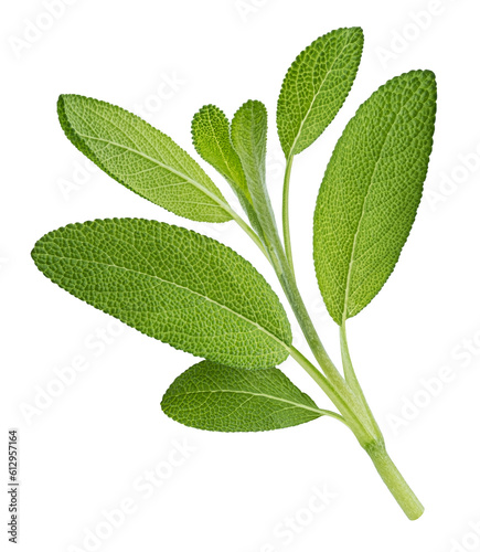 Canvas-taulu Fresh sage twig isolated on white background, full depth of field