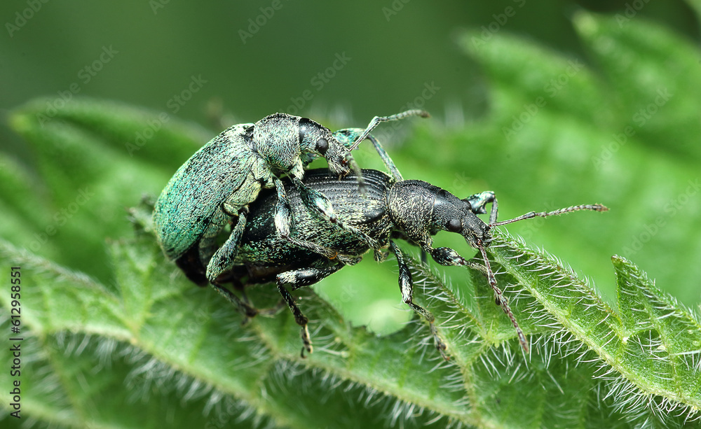 Naklejka premium pair of copulating nettle stinging nettles (Phyllobius pomaceus) on nettle leaves