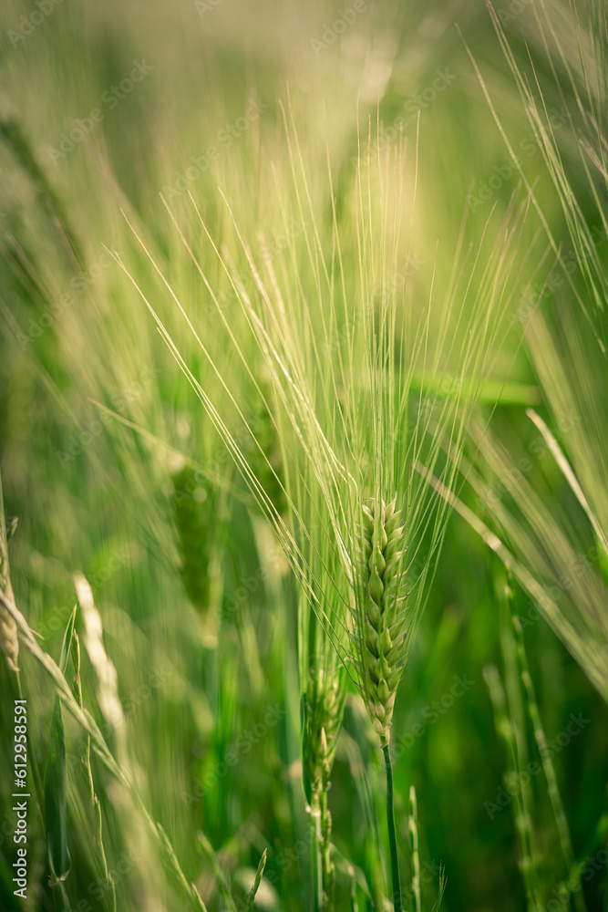 spikelets of green brewing barley in a field. spikelets of green brewing barley in a field.