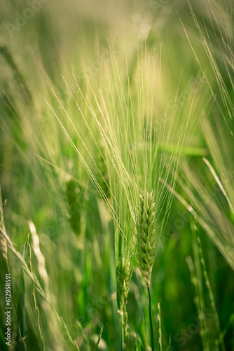 spikelets of green brewing barley in a field. © mathilde