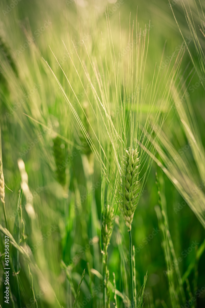 spikelets of green brewing barley in a field. spikelets of green brewing barley in a field.