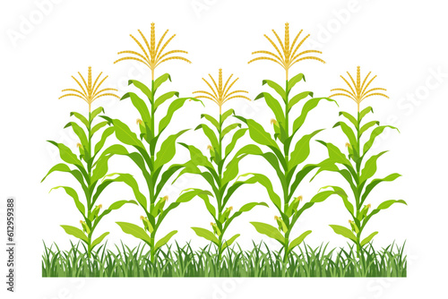 Field of maize in bloom. Background of agricultural plants. Corn growth