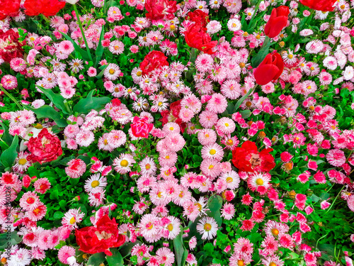 Flowers different  pink and red buds on flower bed top view  background