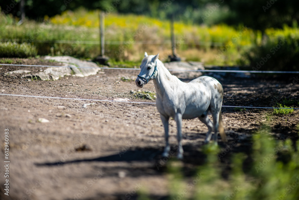 Fototapeta premium White horse on a farm at summer.