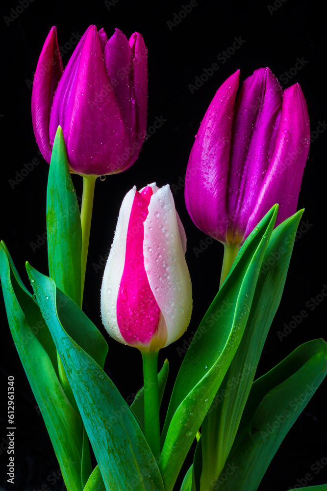 Fototapeta premium Three Lovely Tulips