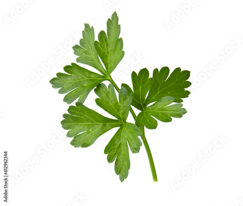 Branch with leaves of green parsley isolated fresh plant on white background.