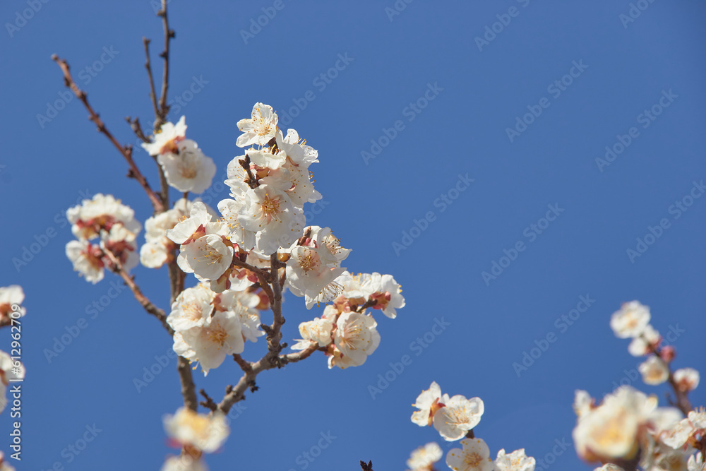 Selective focus of beautiful branches of white blossoms on the tree under blue sky, Beautiful Sakura flowers during spring season in the park, Floral pattern texture, Nature background. Selective focus of beautiful branches of white blossoms on the tree under blue sky, Beautiful Sakura flowers during spring season in the park, Floral pattern texture, Nature background.
