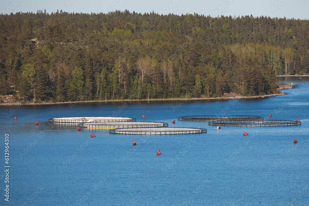 Obraz premium View of circle sea fish farm cages and round fishing nets, farming salmon, trout and cod, feeding the fish a forage, with scandinavian lake landscape and forest island in the background in a summer