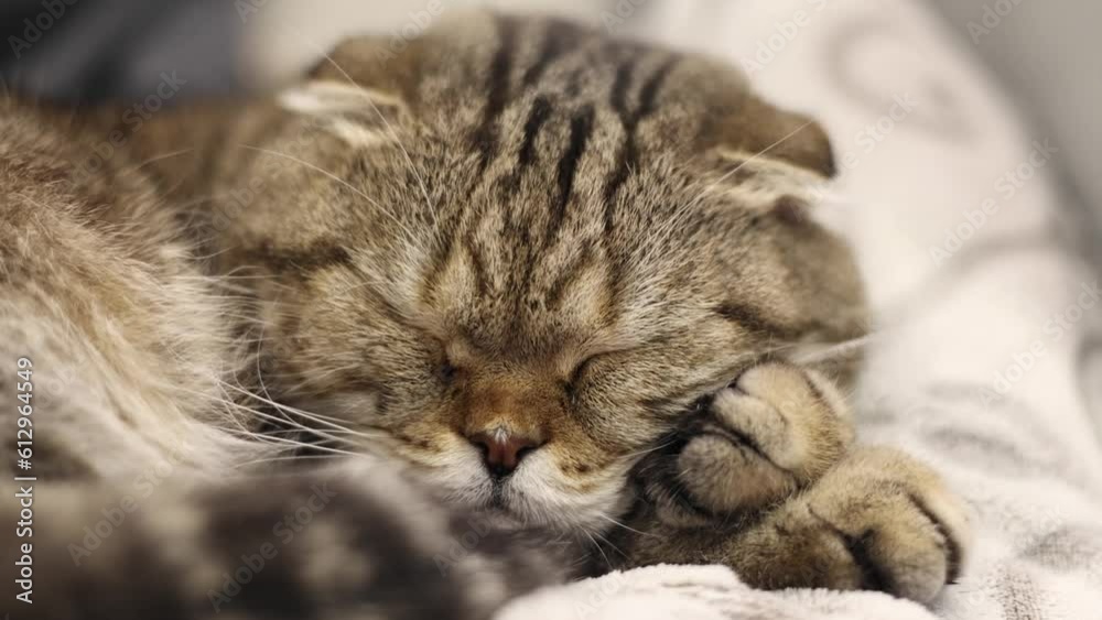 Cute cat sleeps on his paws. A pet. Cute cat sleeps on his paws. A pet.