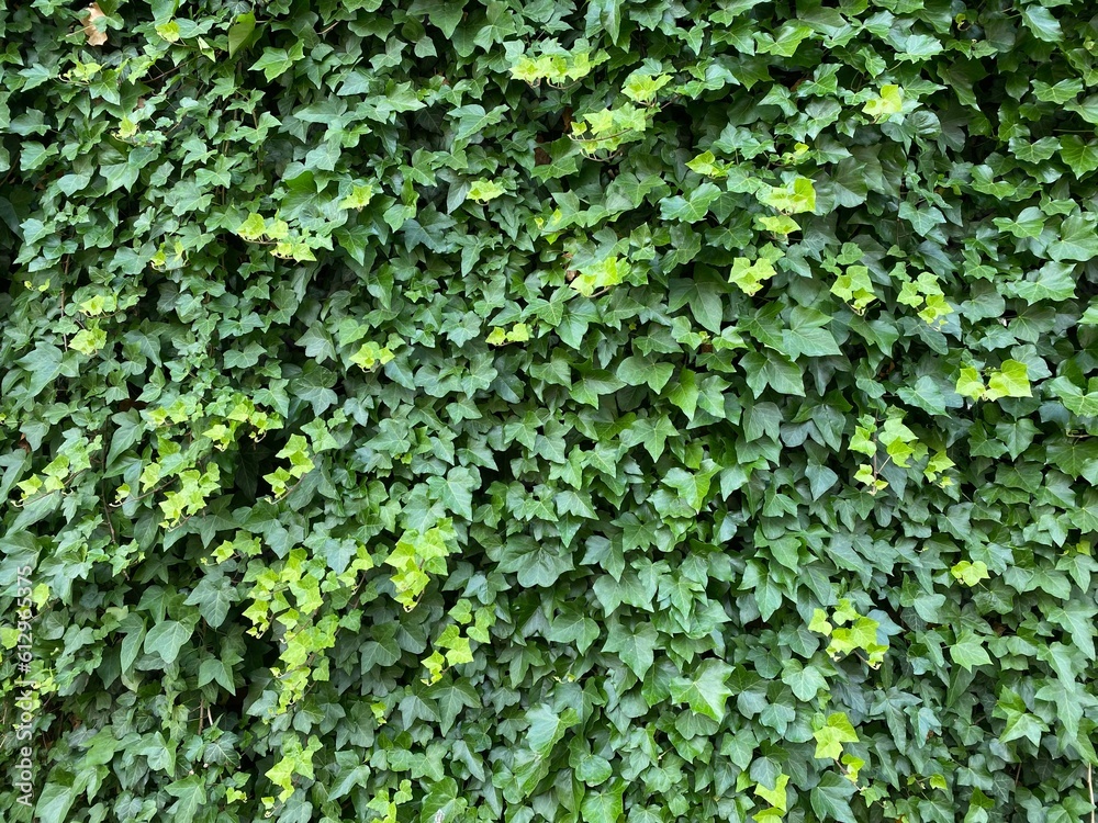 Ivy Growing on a Wall, Background, Backdrop Ivy Growing on a Wall, Background, Backdrop