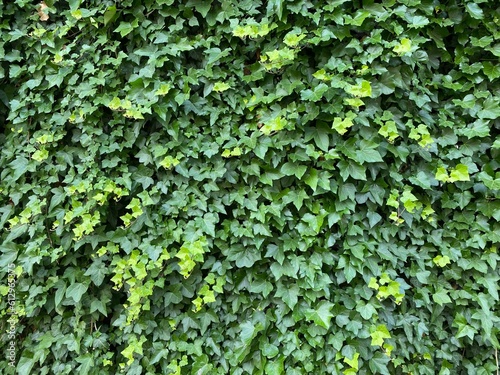 Ivy Growing on a Wall, Background, Backdrop