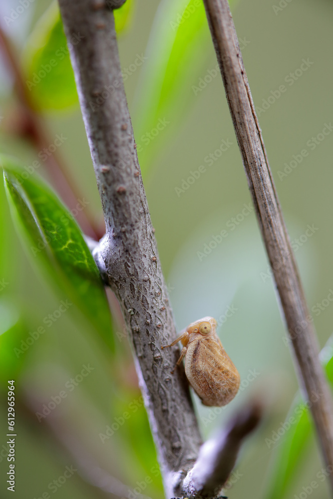 Issus coleoptratus Issus coleoptratus