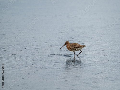 Black Tailed Godwit on Brownsea Island, Dorset, England © dvlcom