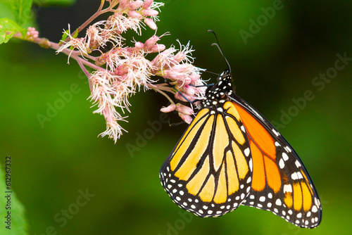 Monarch butterfly foraging on a wildflower in Newbury, New Hampshire. © duke2015