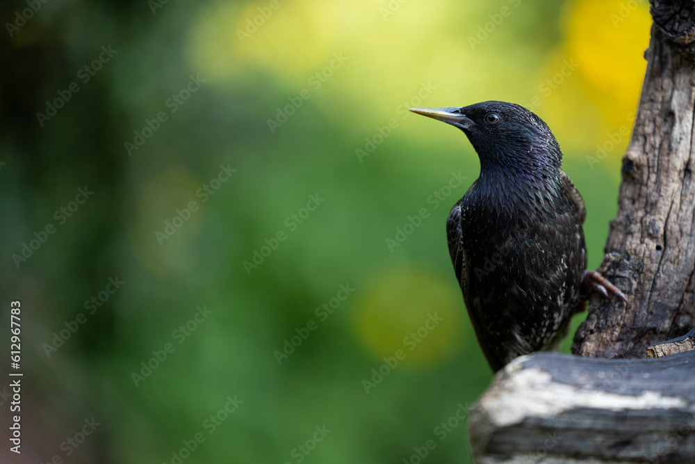 Obraz premium Starling (Sturnus vulgaris) posing on wooden log with a green and yellow, natural foliage background. Yorkshire UK in June