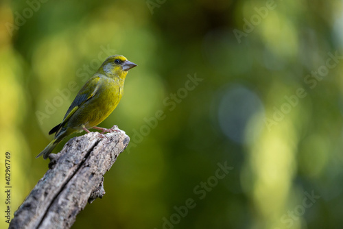 Beautiful Male greenfinch (chloris chloris) on the tip of a branch with a yellow and green natural background. June, Spring, Yorkshire, UK