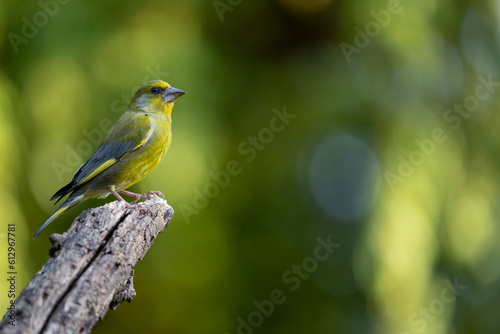 Beautiful Male greenfinch  chloris chloris  on the tip of a branch with a yellow and green natural background. June  Spring  Yorkshire  UK