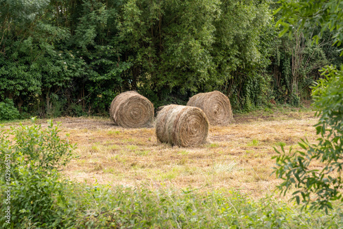 ballots de pailles ronds dans un champs  photo
